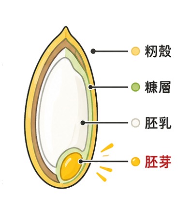 お米の粒の断面図：籾殻・糠層・胚乳・胚芽