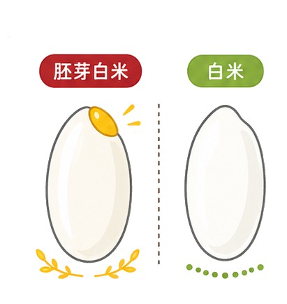 胚芽白米と白米の粒の比較